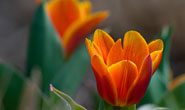 PHOTO: Project Budburst
