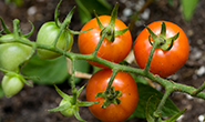 PHOTO: Tomatoes