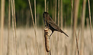 PHOTO: Bird on cattail.