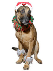 PHOTO: reindog