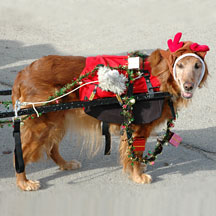 PHOTO: reindog