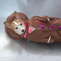 PHOTO: reindog