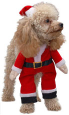 PHOTO: reindog