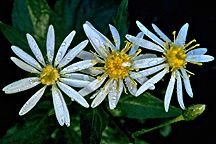 PHOTO: flowers in the conservation projects
