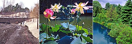 PHOTO: the aquatic gardens.