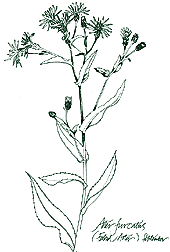 PHOTO: Aster furcatus