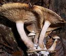PHOTO: mushroom