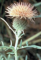 PHOTO: Cirsium pitcherii
