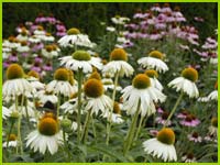PHOTO: echinacea