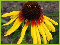 PHOTO: coneflower