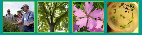 plant biology