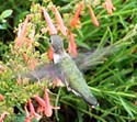 PHOTO: hummingbird