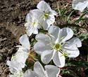 PHOTO: flower