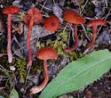 PHOTO: mushrooms