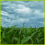PHOTO:  corn