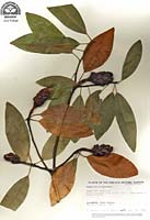 PHOTO: Herbarium 