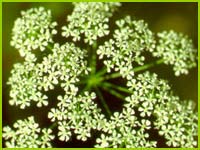 PHOTO: Conium maculatum (Poison hemlock)