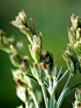 PHOTO: Lespedeza leptostachya
