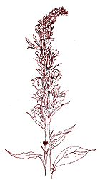 PHOTO: Lobelia cardinalis