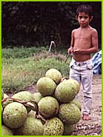 boy with breadfruit