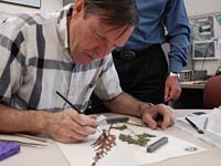 PHOTO: Herbarium Volunteer