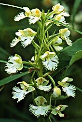PHOTO: Platanthera leucophaea