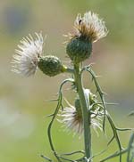 PHOTO: Pitcher's thistle