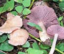PHOTO: purple mushroom