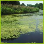 PHOTO: river algae