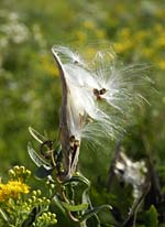 PHOTO: Plants of Concern