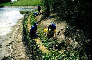 PHOTO: Coir roll planting