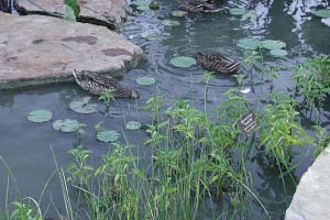 PHOTO: ducks eating