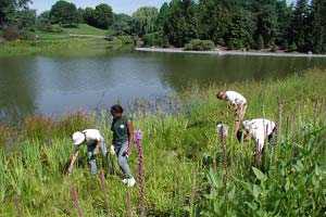 PHOTO: removing invasive plants