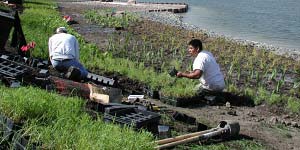 PHOTO: planting