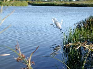 PHOTO: wildlife flocks