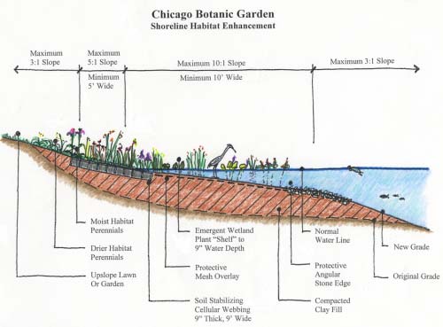 Illustration of shoreline