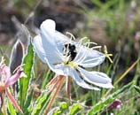 PHOTO: Evening primrose being pollinated