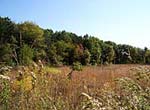 PHOTO: Oak savanna
