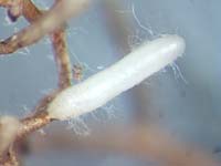 PHOTO: spores