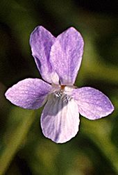 PHOTO: Viola conspersa