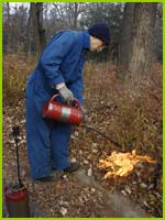 PHOTO: burn in the woods