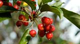 PHOTO: Painting Challenges: Berries, buds, Leaves and White Flowers