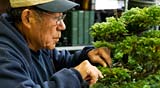 PHOTO: Bonsai Workshops
