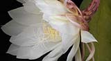 PHOTO: Botanica Magnifica