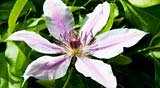 PHOTO: Clematis Up Close