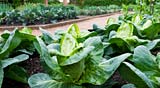 PHOTO: The American Kitchen Garden