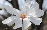 PHOTO: Magnolias