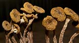 PHOTO: Edible Wild Mushrooms