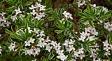 PHOTO: Shrubs for Summer Interest