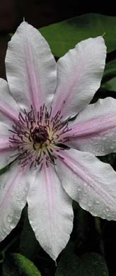 PHOTO: clematis in bloom